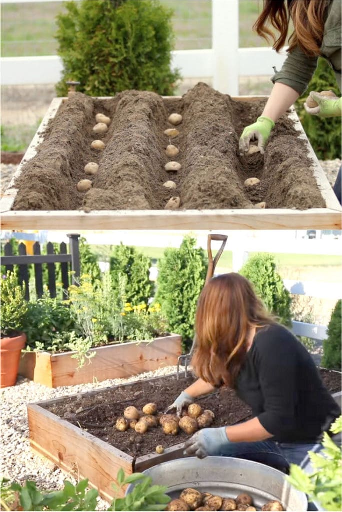 planting potatoes in small gardens in wooden box planters or raised beds
