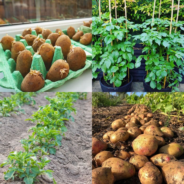 How to grow, harvest and store potatoes