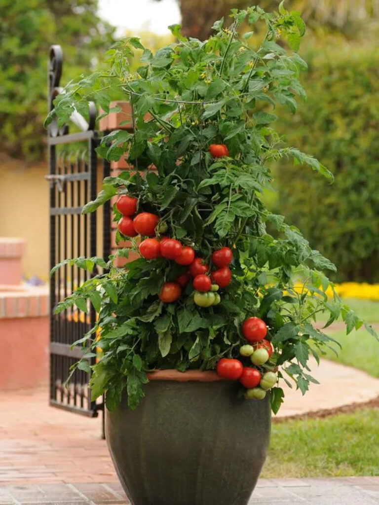 grow tomatoes in pots