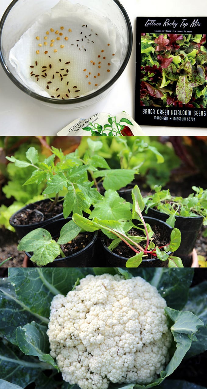 how to germinate seeds fast on paper towel