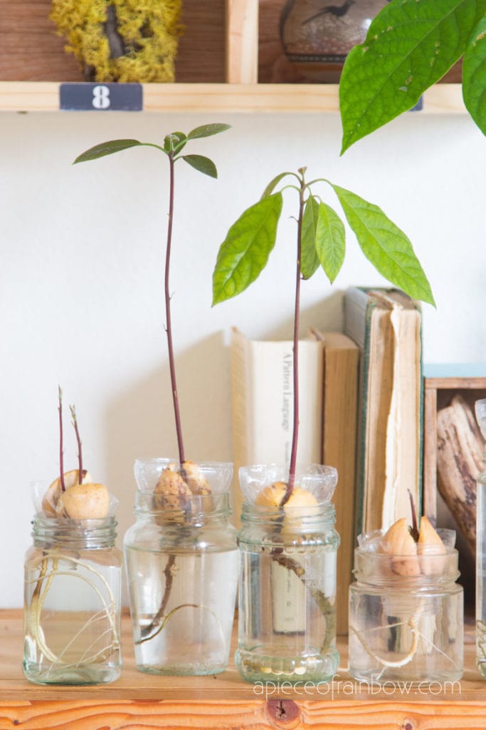 grow avocado plants indoors in water or soil