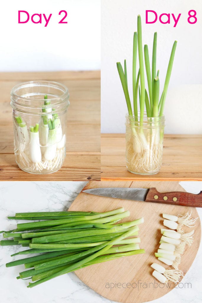 green onion cuttings in water grow fast in 2 days