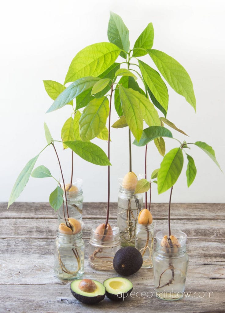 grow beautiful avocado plants in water from seed pits