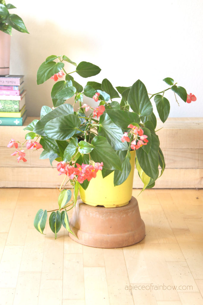 Begonia ” Dragon Wing Pink”