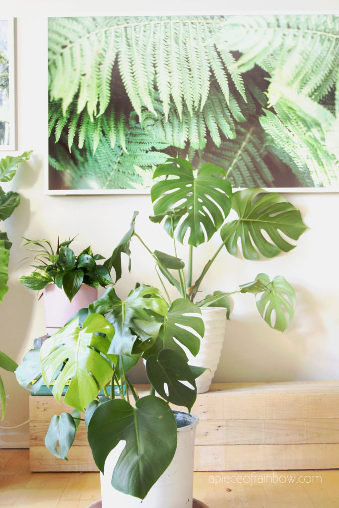 Monstera deliciosa aka Swiss cheese plant: One of the most loved tropical plant with big leavess
