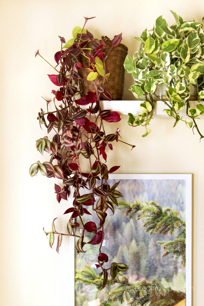 Best indoor plants for low light conditions: Tradescantia zebrina, Wandering Jew and Epipremnum aureum "Jade and Pearl" Pathos 