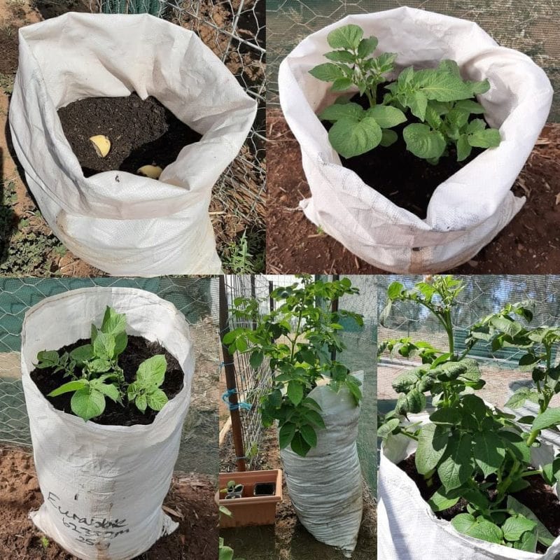 growing potato in bags