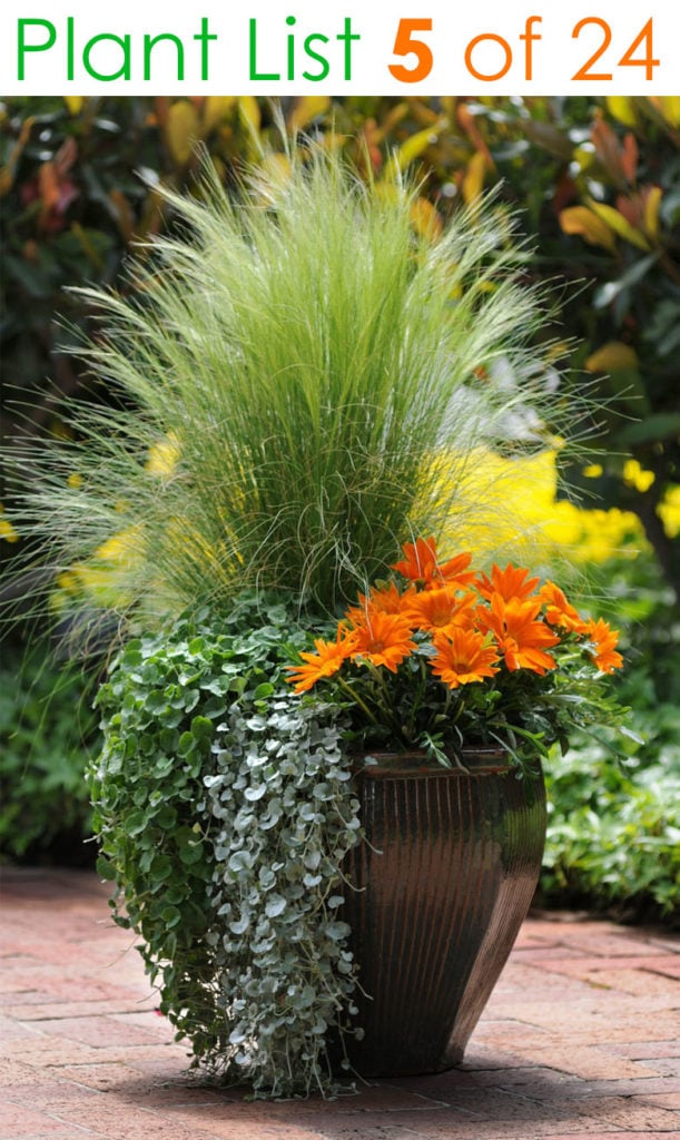  trailing plant and grass in tall planter pots