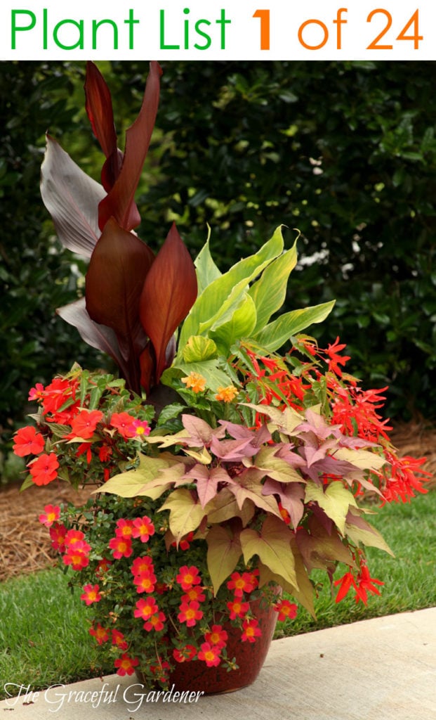 beautiful Container garden planting design with red flowers