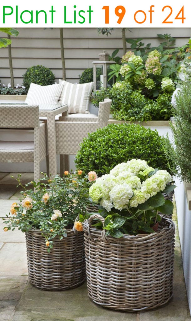 Farmhouse patio garden ideas