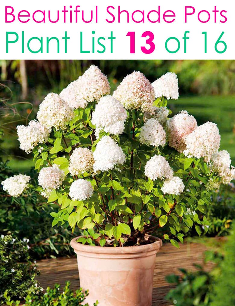Simple and elegant shade flower pots with hydrangeas