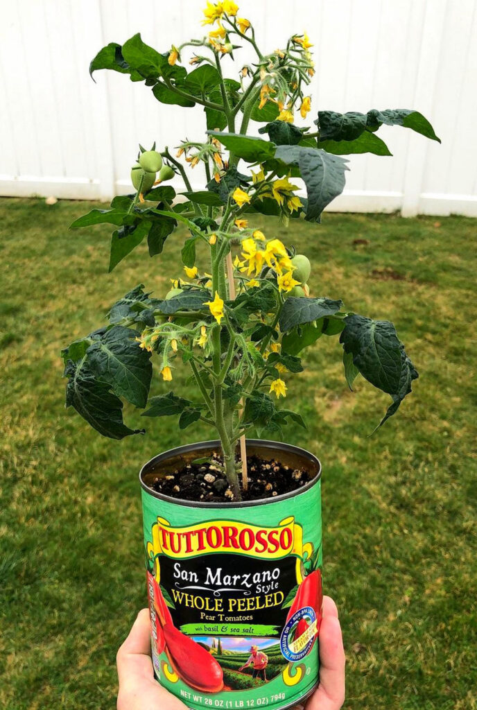 Recycled tin can planter