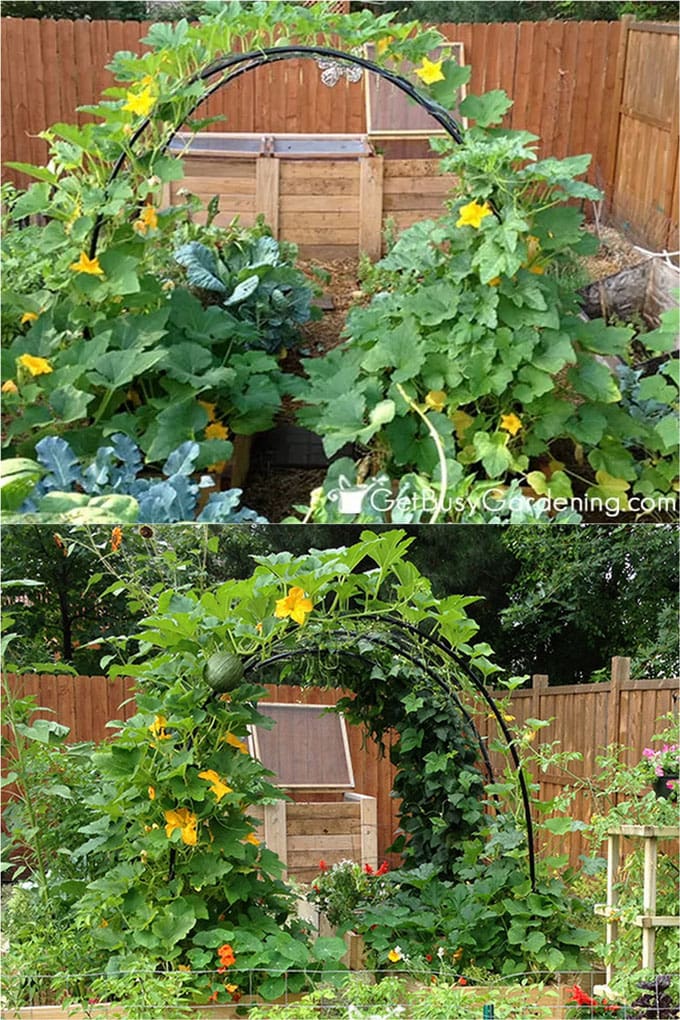DIY Squash arch with PVC