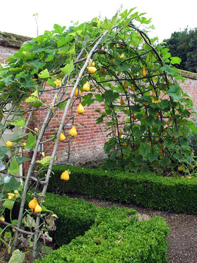 Enchanting arched trellis ideas