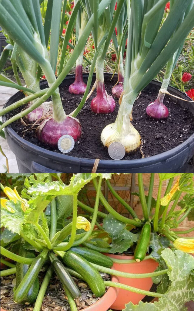 How many vegetables to plant in each pot