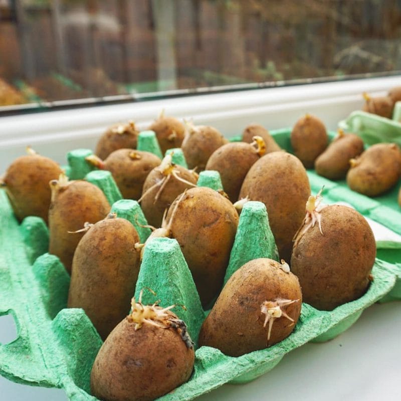 sprouting or chitting potatoes before planting