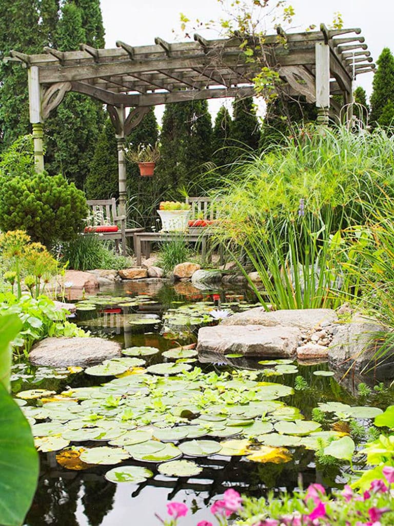 pergola and lily pond with koi fish in garden