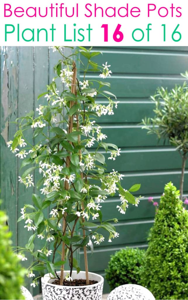 white shade garden  with jasmine