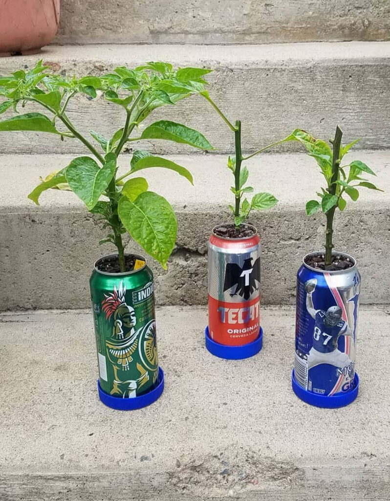 Make planters from beer cans and soda cans