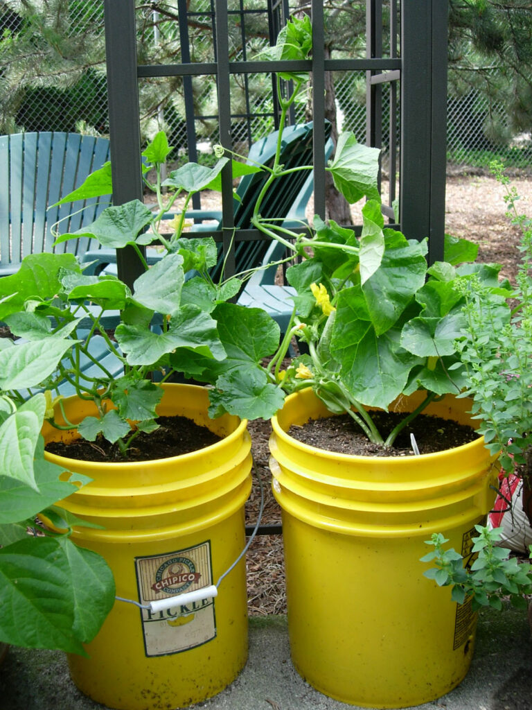 5 gallon buckets as planters