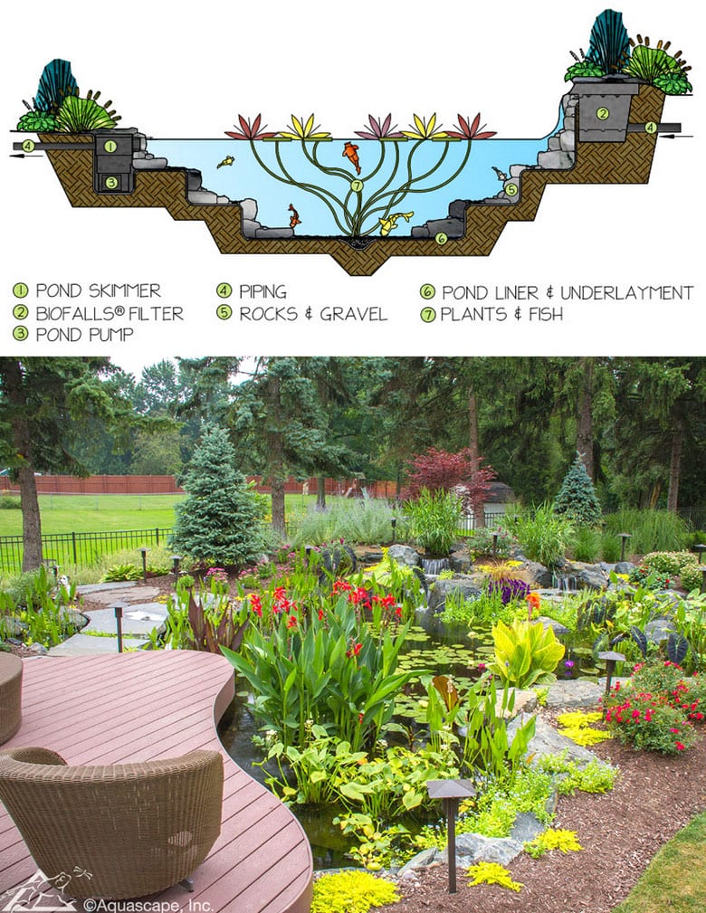 backyard small pond and waterfall plan with filter, pump, water garden plants and flowers  