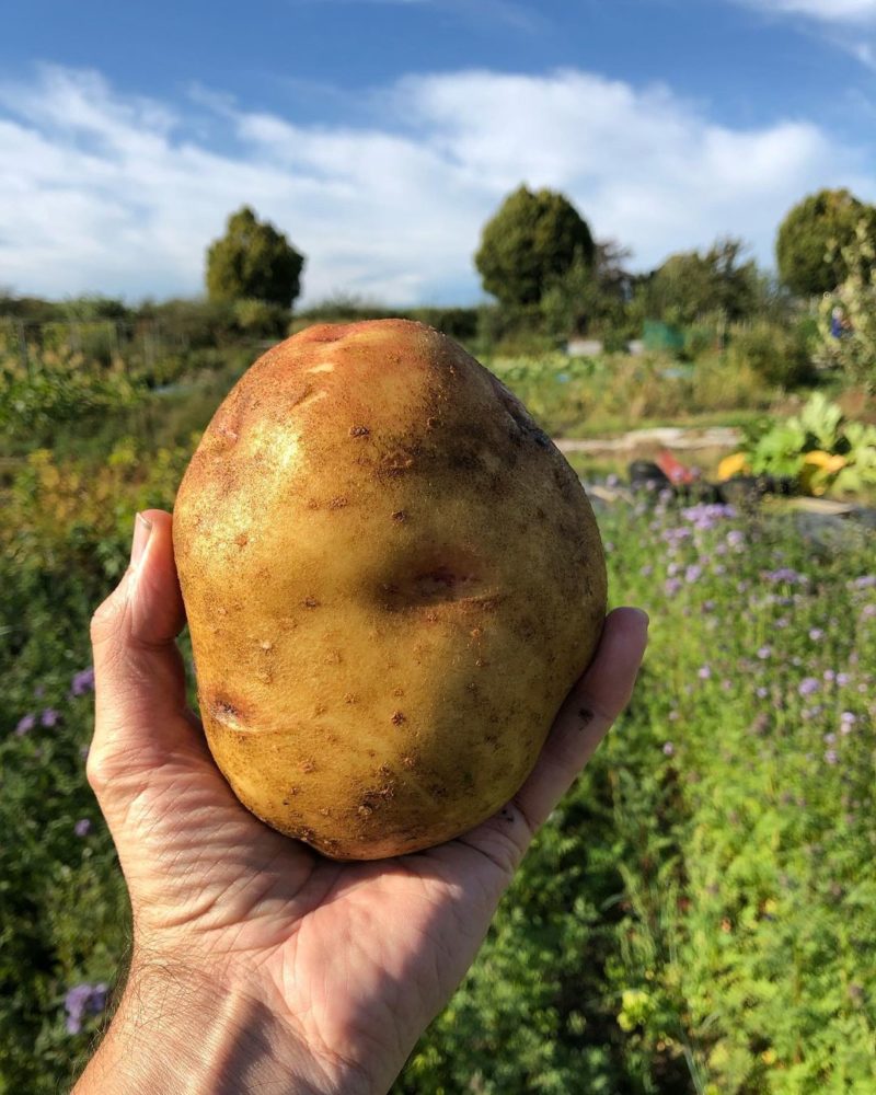  late season "Cara" potato is a great variety for the home garden