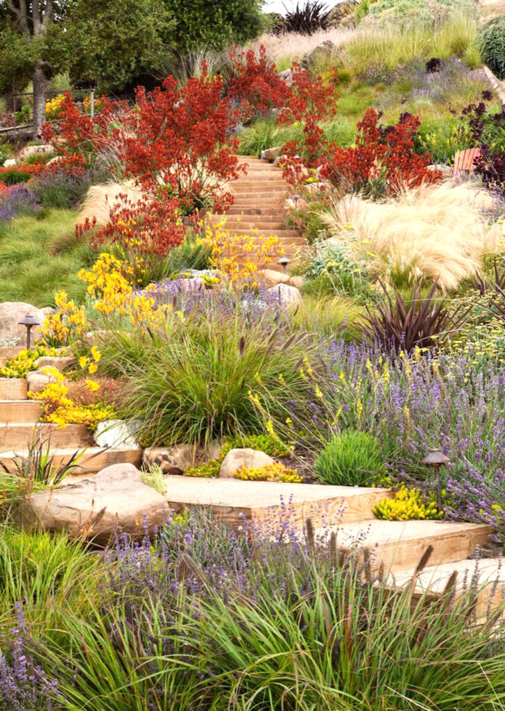 Drought tolerant low-maintenance plant ideas for hillside landscaping