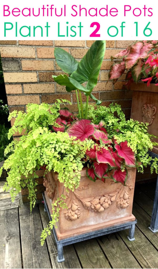 Tropical planter pots for shade