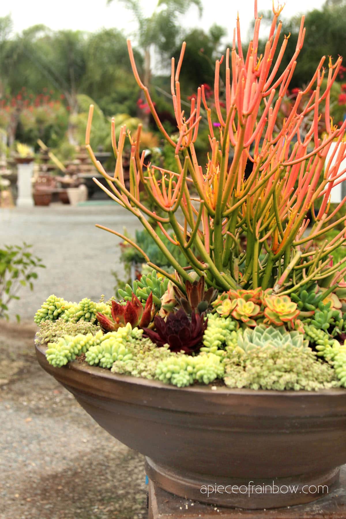 Drought tolerant and low maintenance landscaping ideas