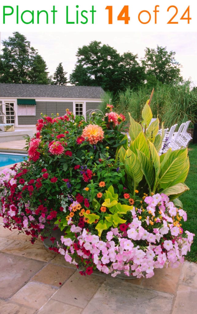 Beautiful container garden ideas with easy care flowers in pink, red, and orange