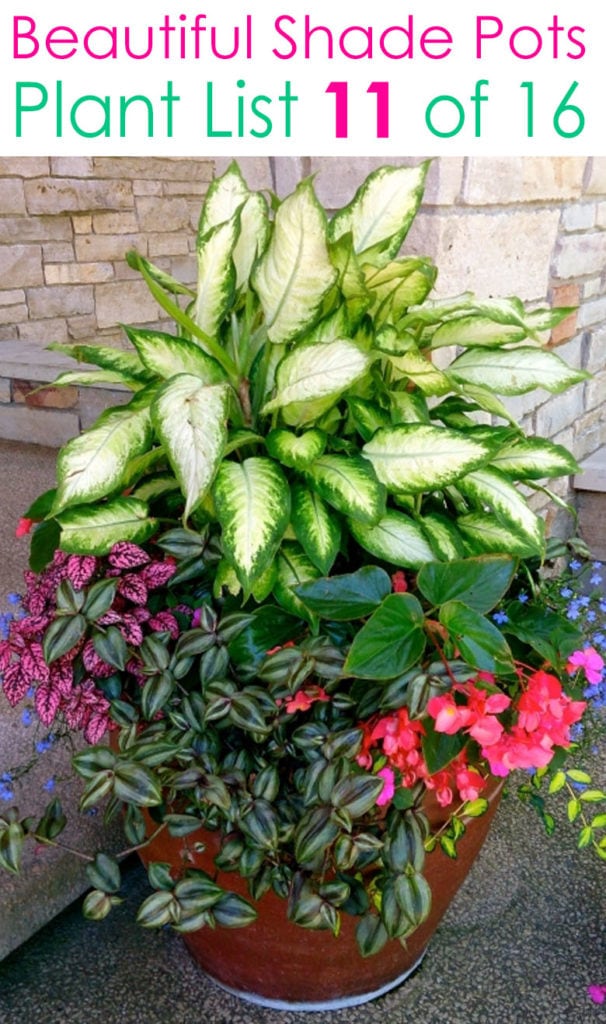 Colorful shade garden ideas