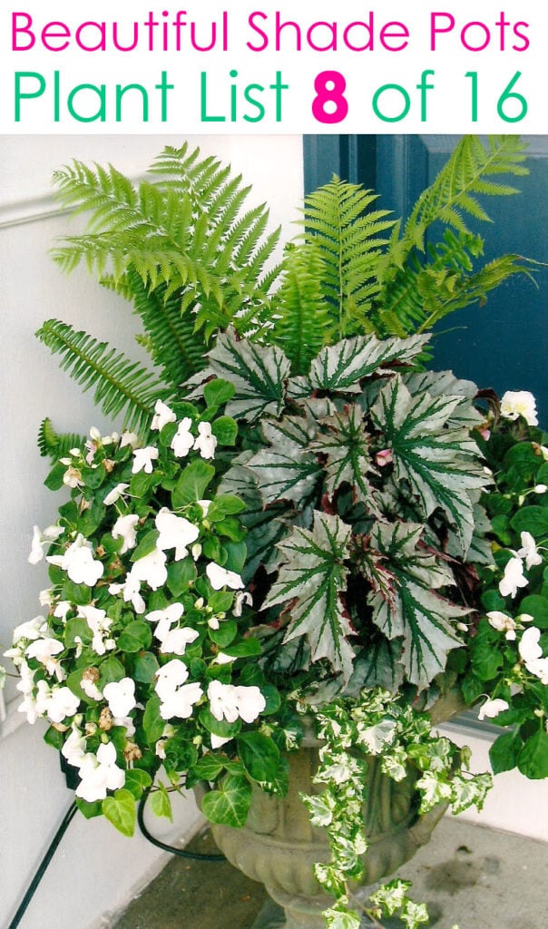 Showy shade planter design ideas