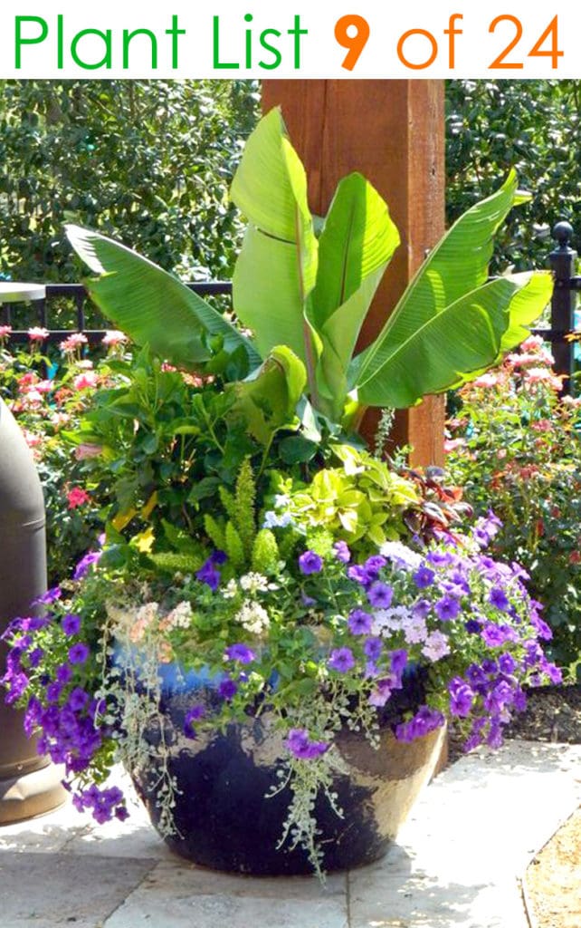 Tropical container garden plants with Bananas, Canna Lilies and Colocasias (Taro plants)