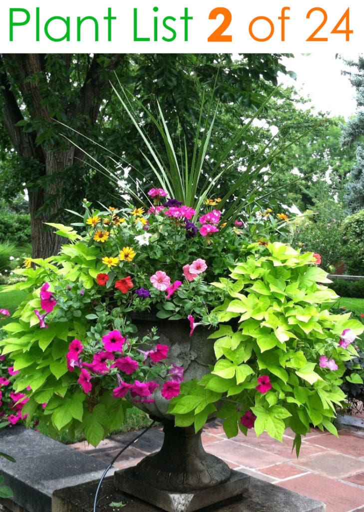Colorful urn container garden ideas