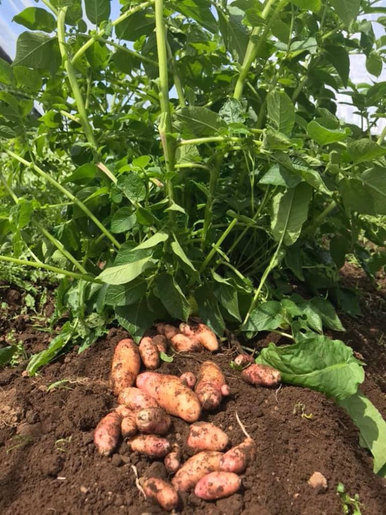 when to harvest potatoes