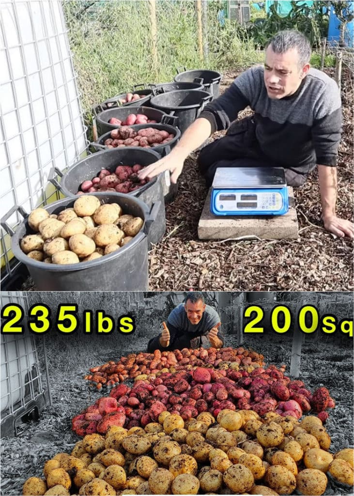 how to grow lots of potatoes in pots or bags