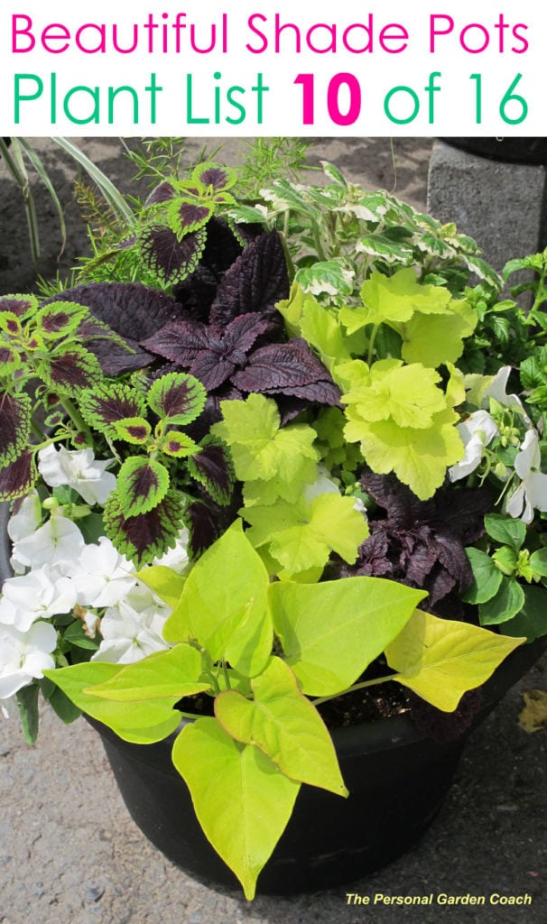 Easy foliage plants for shade garden designs 