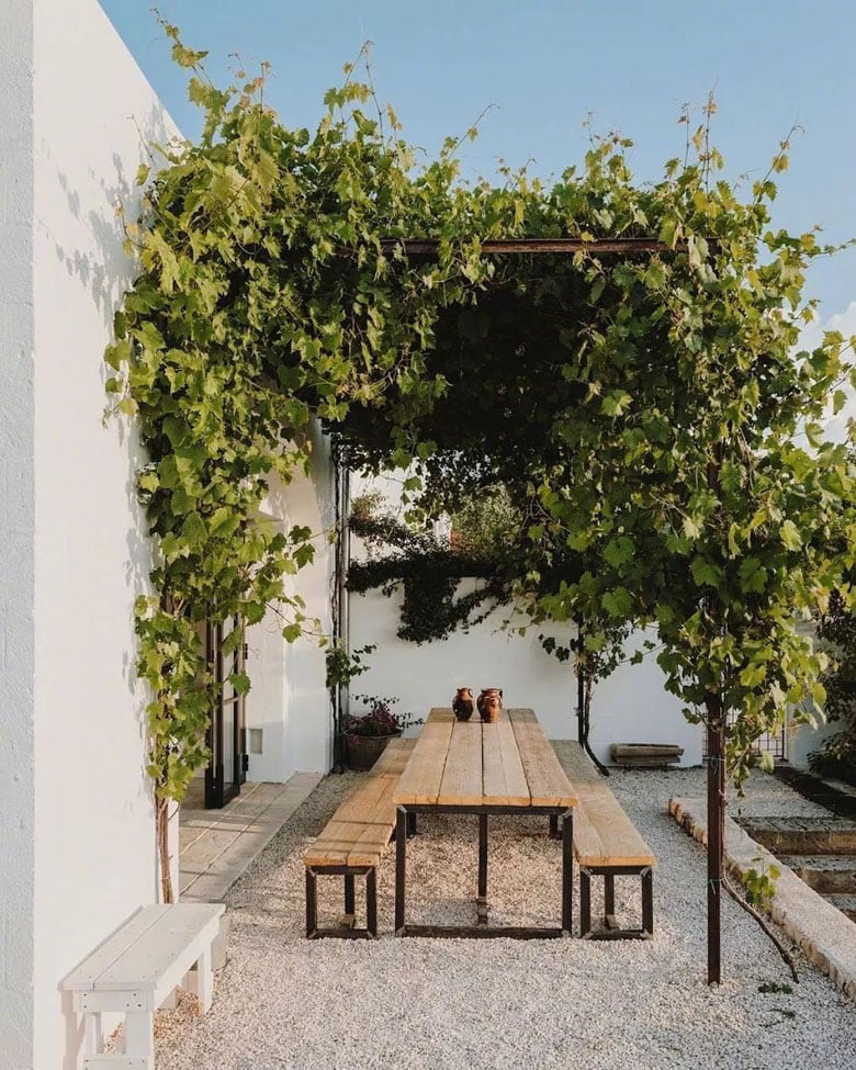 modern patio ideas with shade pergola and grape vines