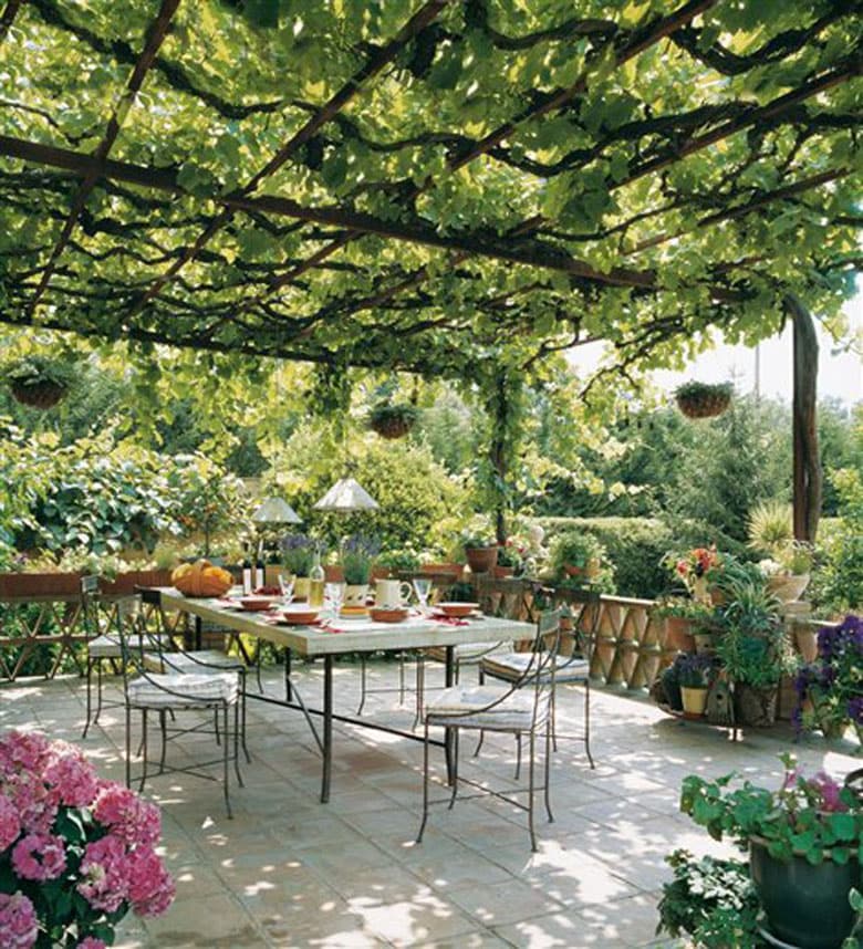 grape growing on pergola over patio 
