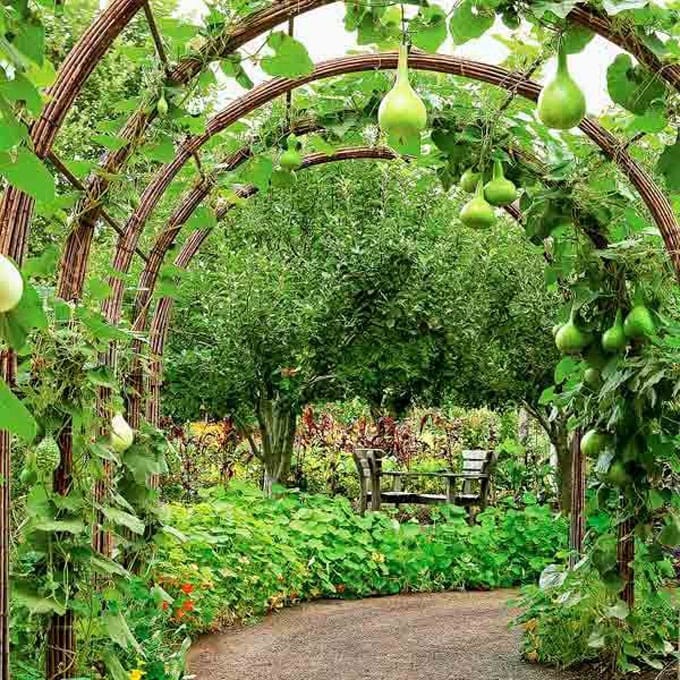 Arched plant trellis ideas