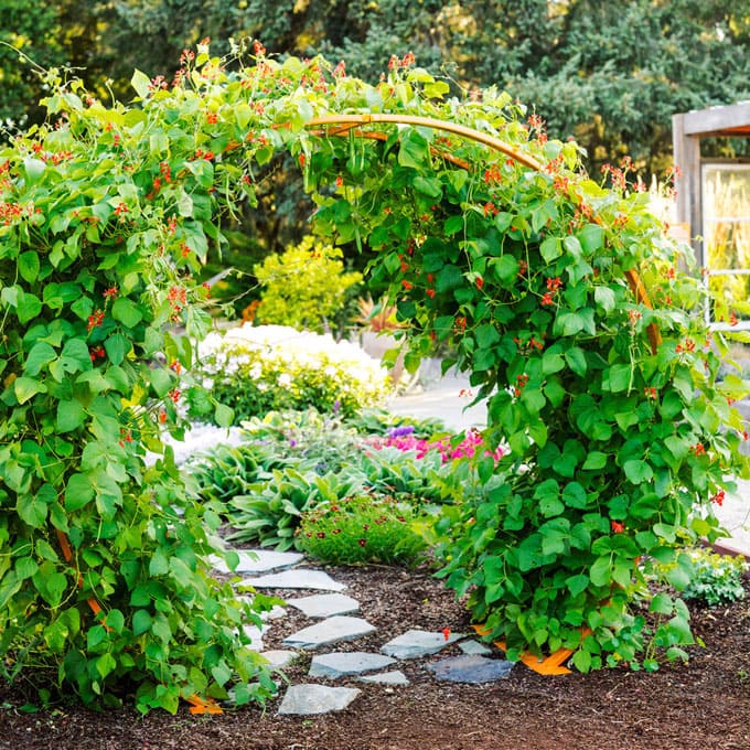 Garden gate pergola