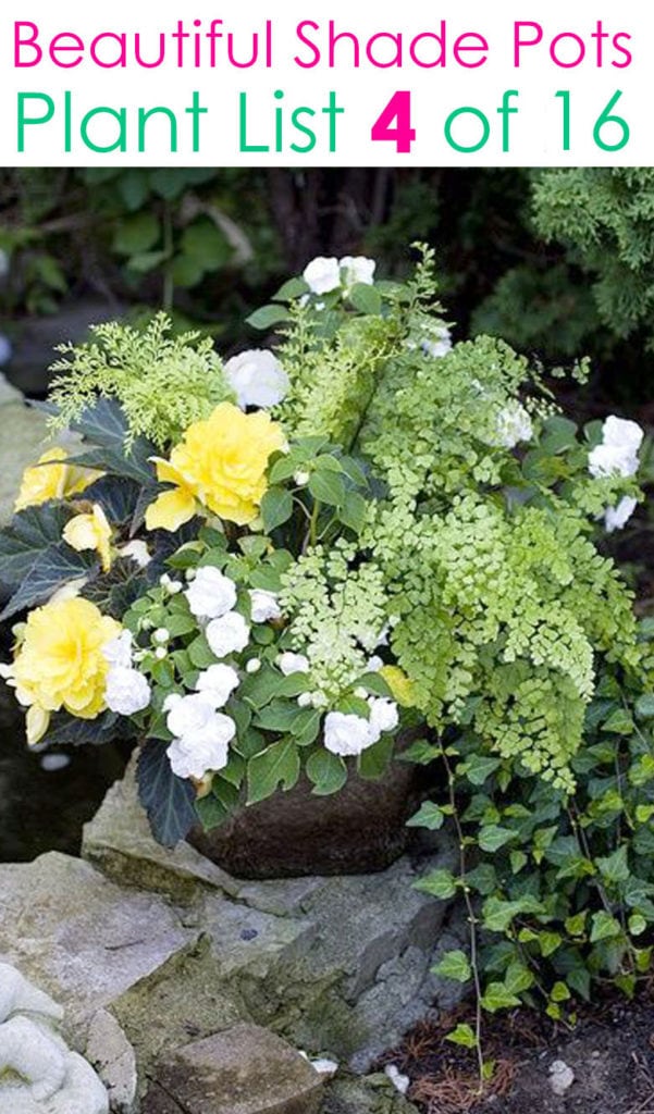 Ferns and flowers for shade gardens