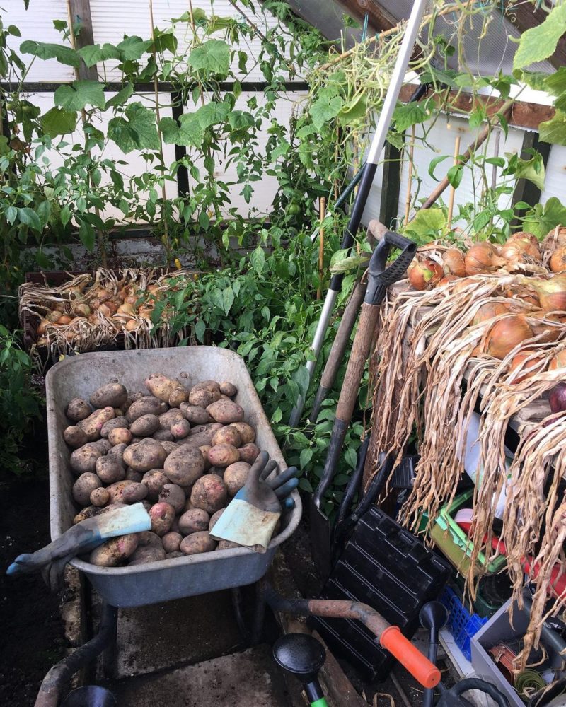 how to harvest and store potatoes