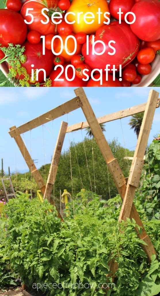 how to make Tomato trellis that  works better than tomato cages