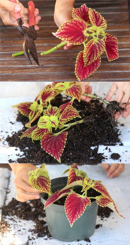 how to grow healthy Coleus: sun, shade, water, and soil requirements, and how to propagate Coleus from cuttings easily in 2 ways!