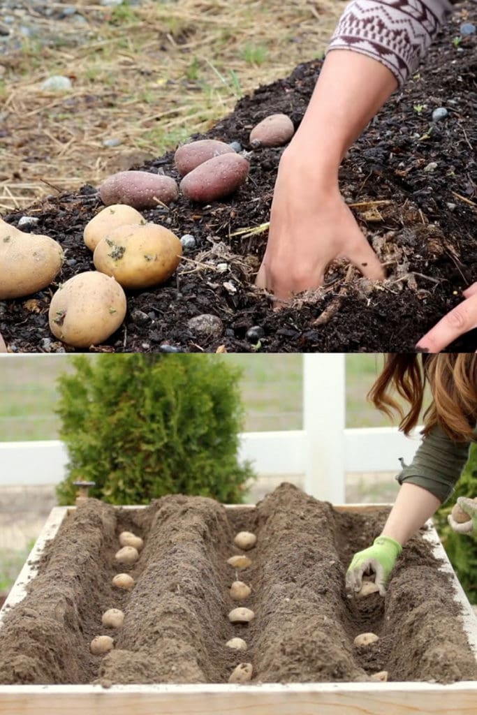 how to plant potatoes