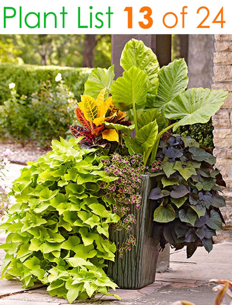 Mixed foliage planting designs