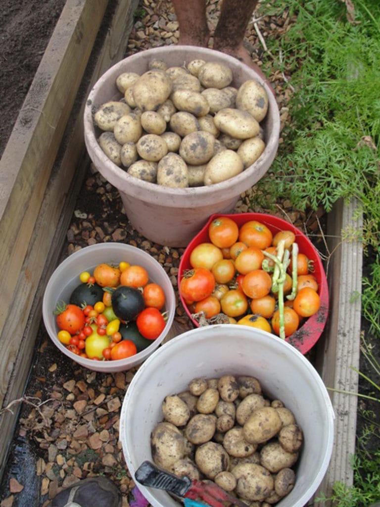 fresh dug potato harvest
