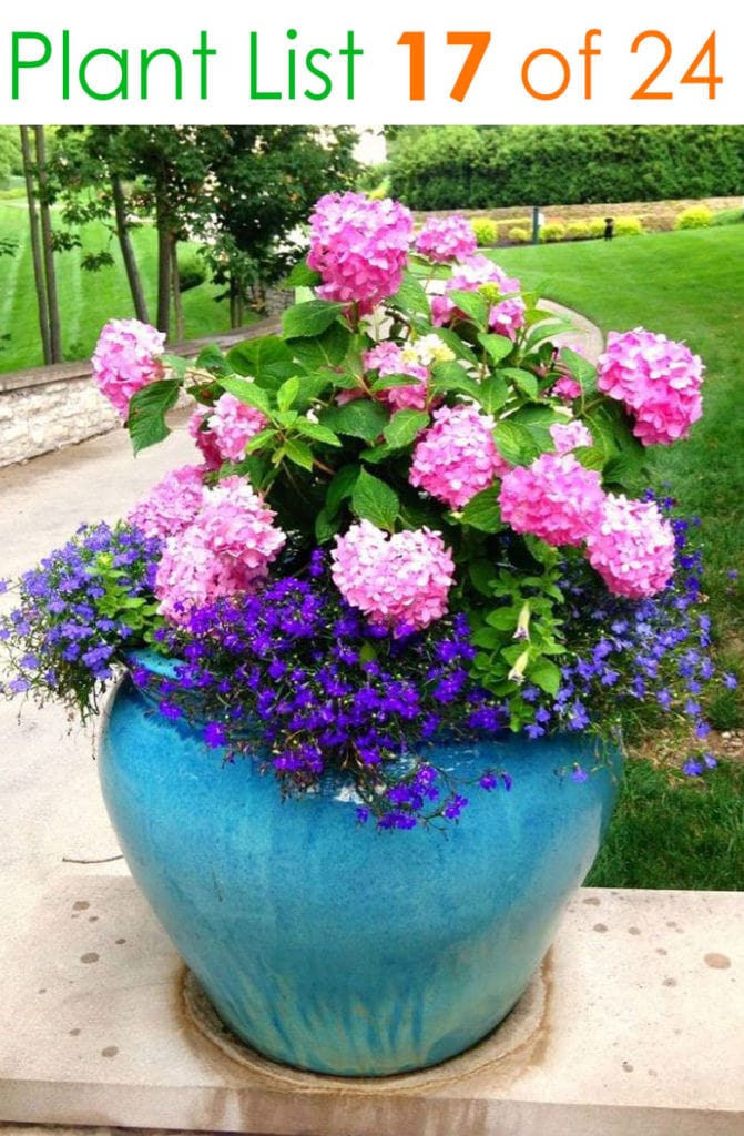 Colorful blue garden pot with pink flowers
