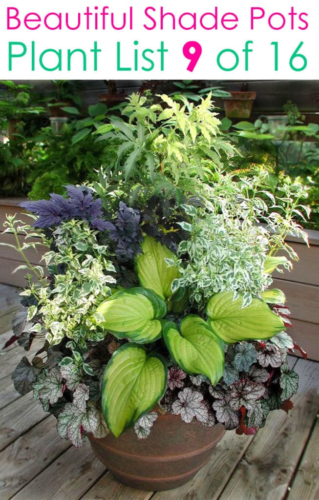 Shade garden ideas with mixed color foliage container plants